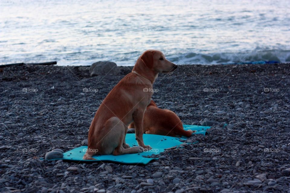 Beach, Water, Dog, Sea, Seashore