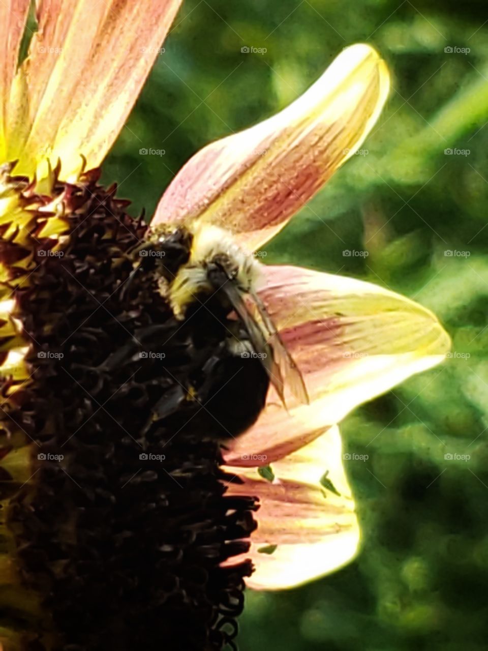 The bee always working