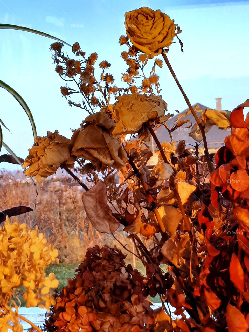 dry flowers and leaves on windowsill  at golden hour