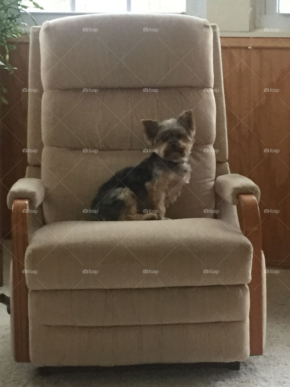 Dog in chair
