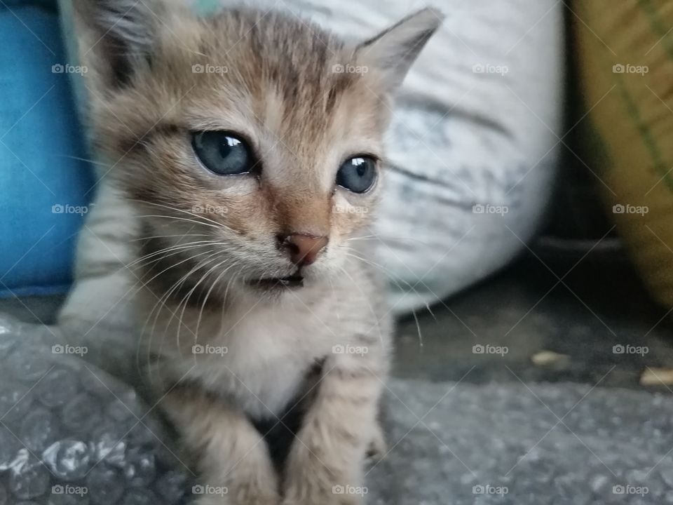 Beautiful cute cat closeup, sitting in res position.