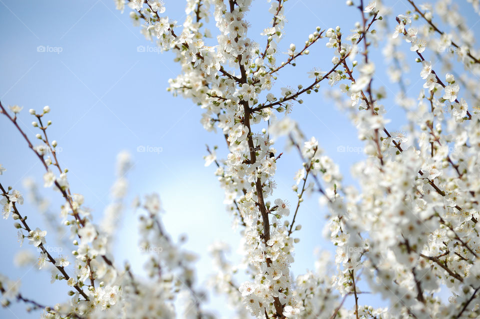 spring trees