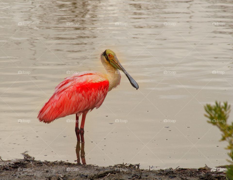 Roseate Spoonbill at the waters edge.