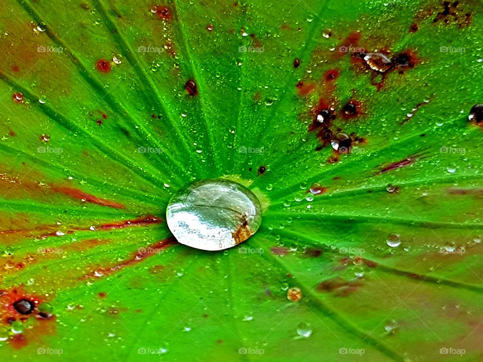 A drop of water on a lotus leaf