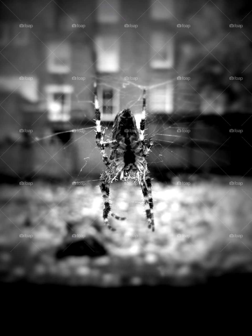 west london macro spider web hanging by kikicheeky