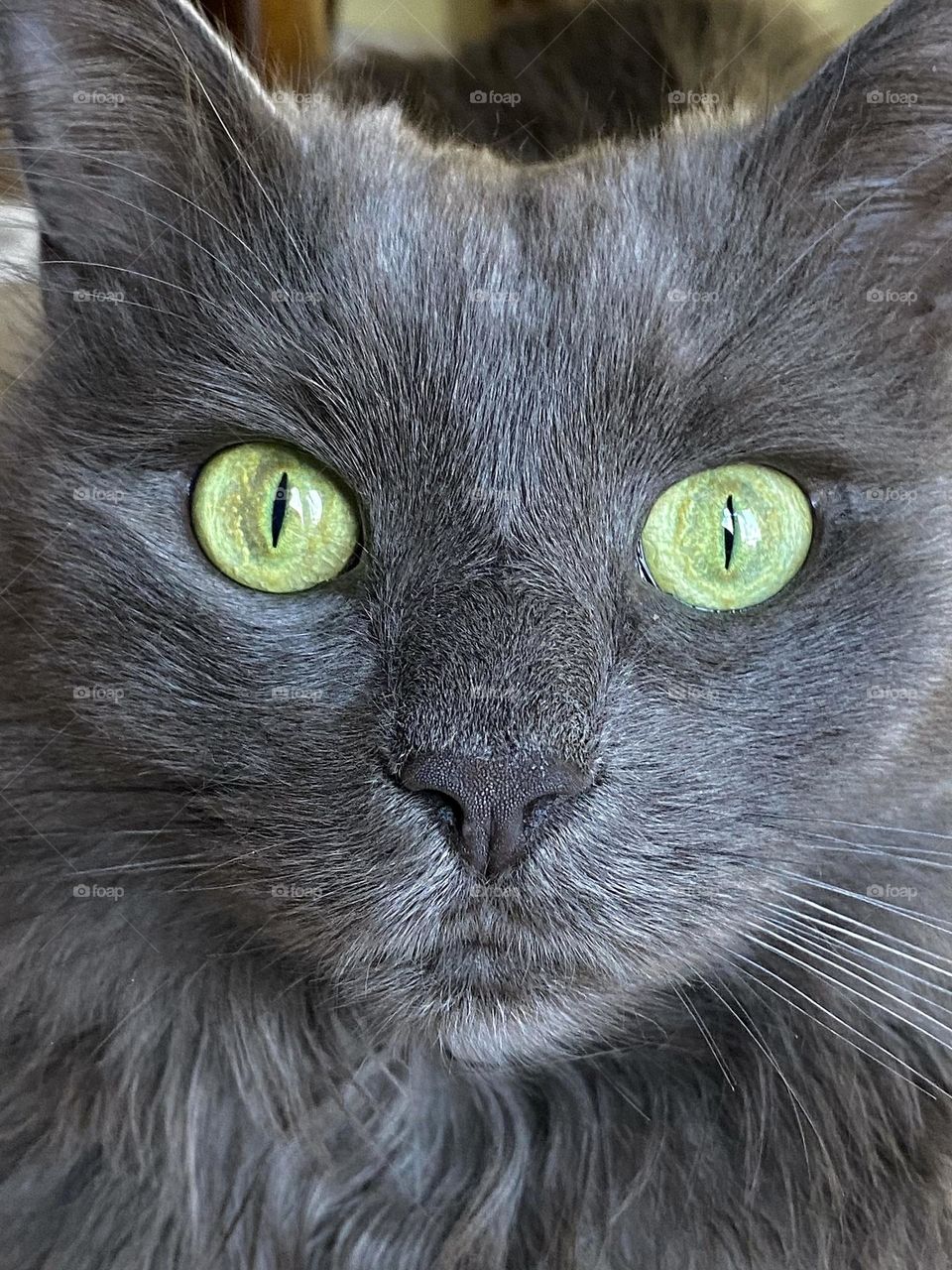 Close up of a grey fluffy cat 