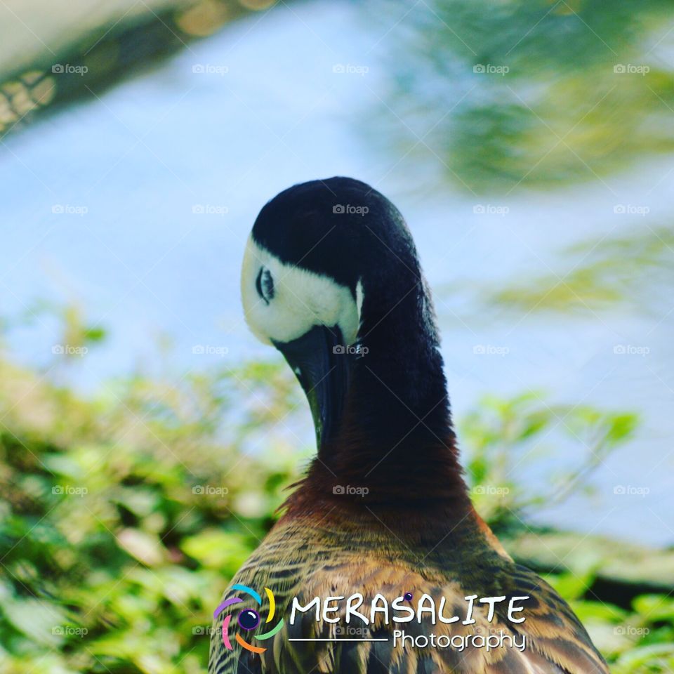 Hambanthota bird research senator , Sri Lanka
Sad thing I am in alone ... No one for me ?
No one make me happy ? No one love ? No one care for me ? No one help me ?
I am just burning wood