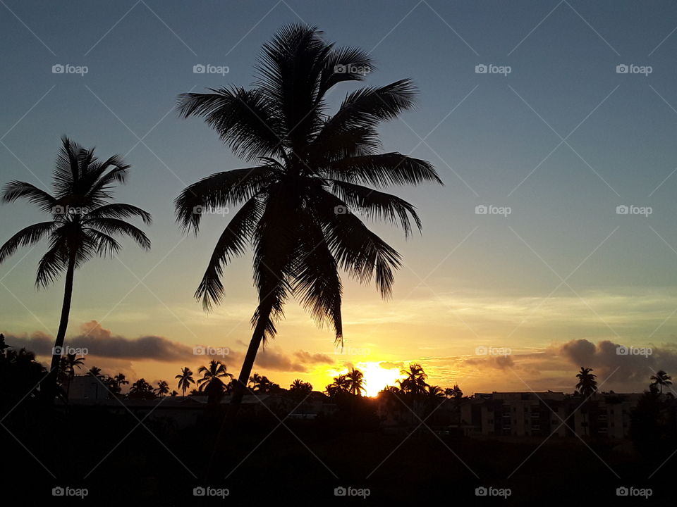 sunrise in the tropics golden clouds rising sun palm silhouettes