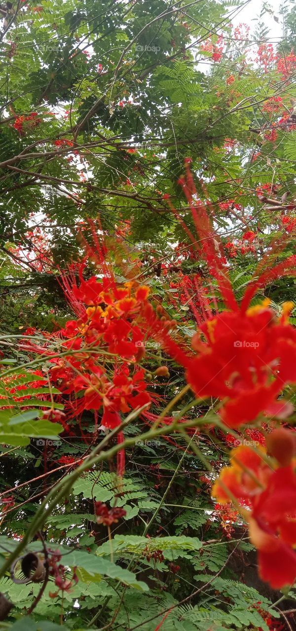 nature plants and flowers 🌺