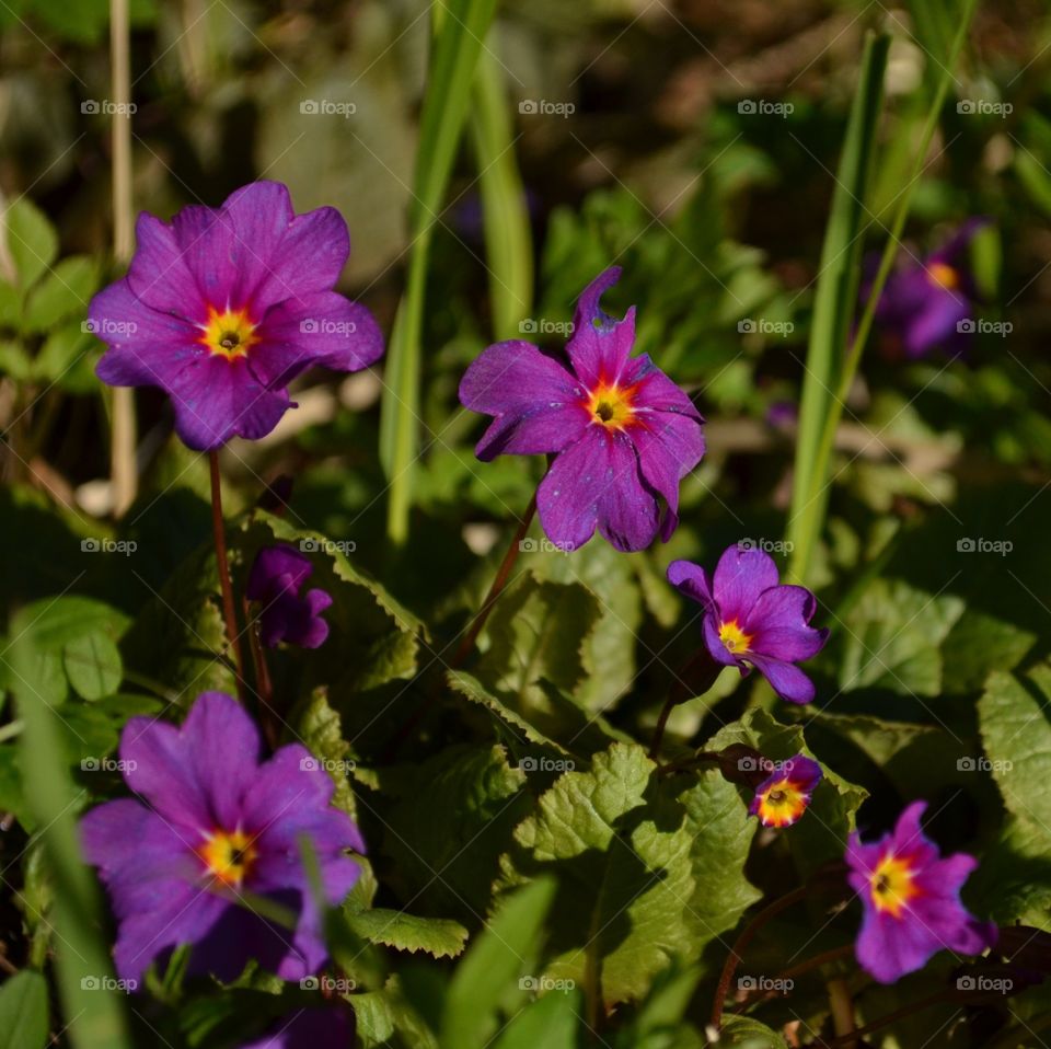 Violets