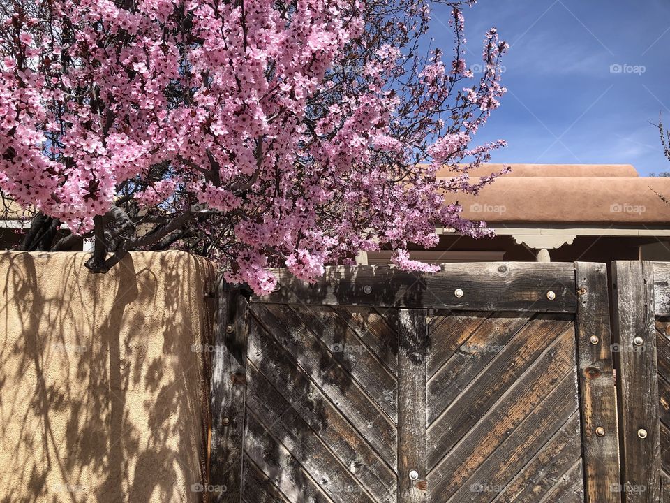 Spring in Santa Fe 2