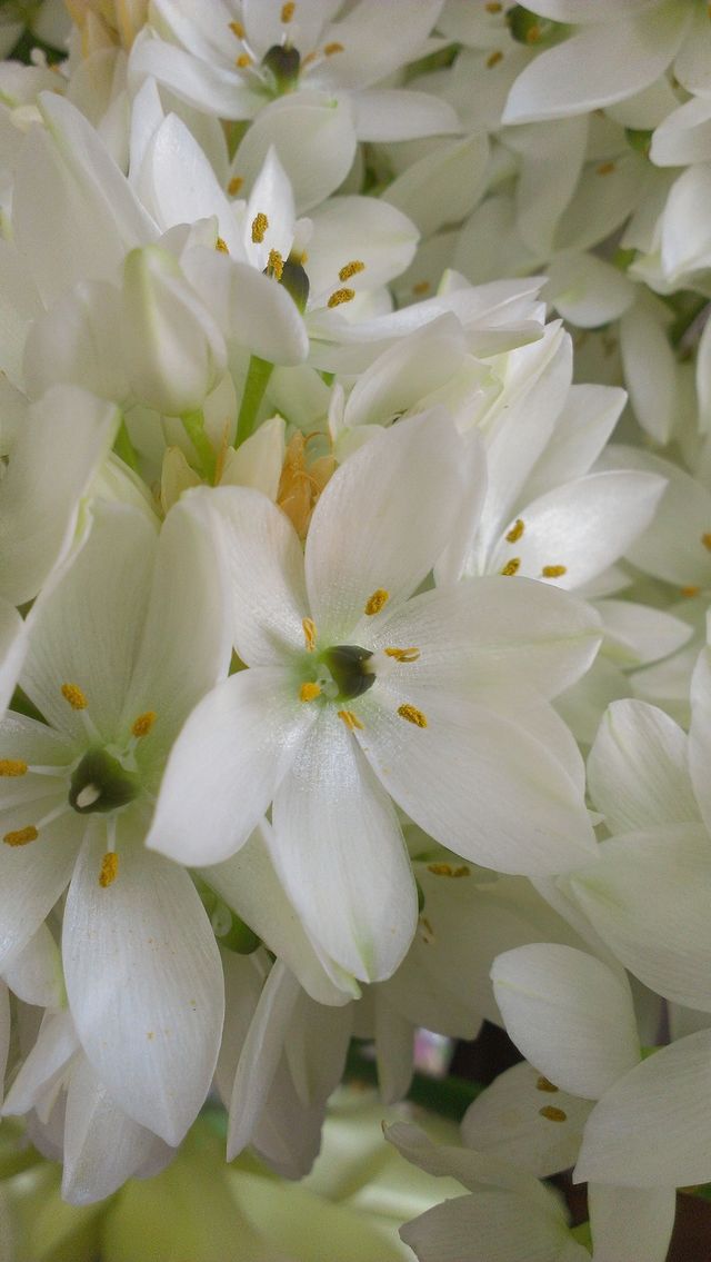 Pretty Flowers
