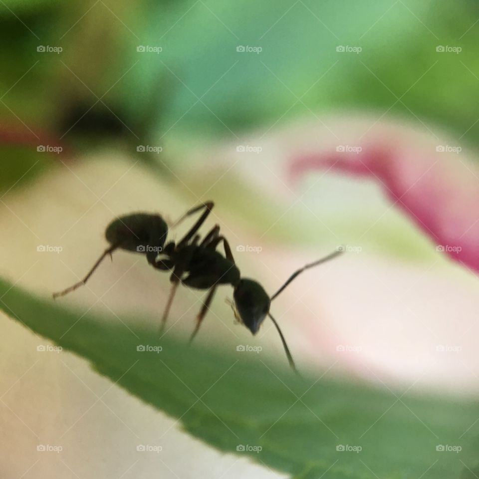 Ant on peony