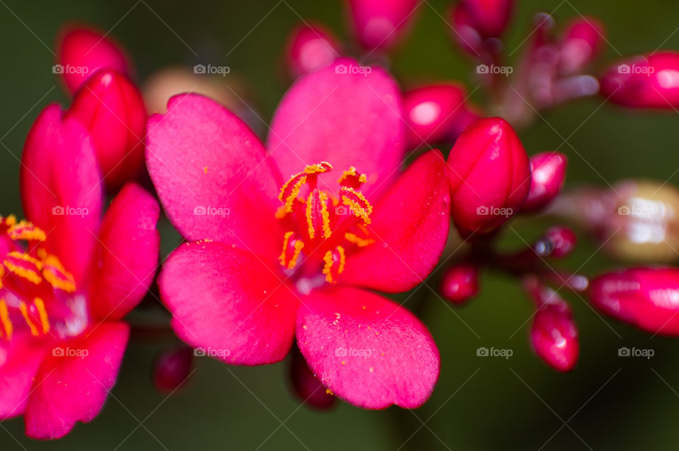 Close up of tiny beautiful pink flower .