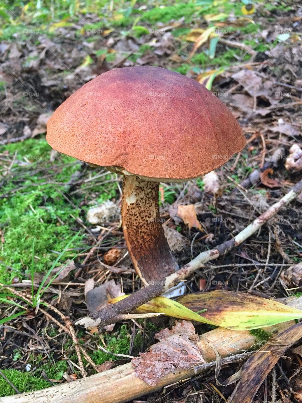 Single red orange cap Leccinum aurantiacum boletus fungi growing in the forest soil