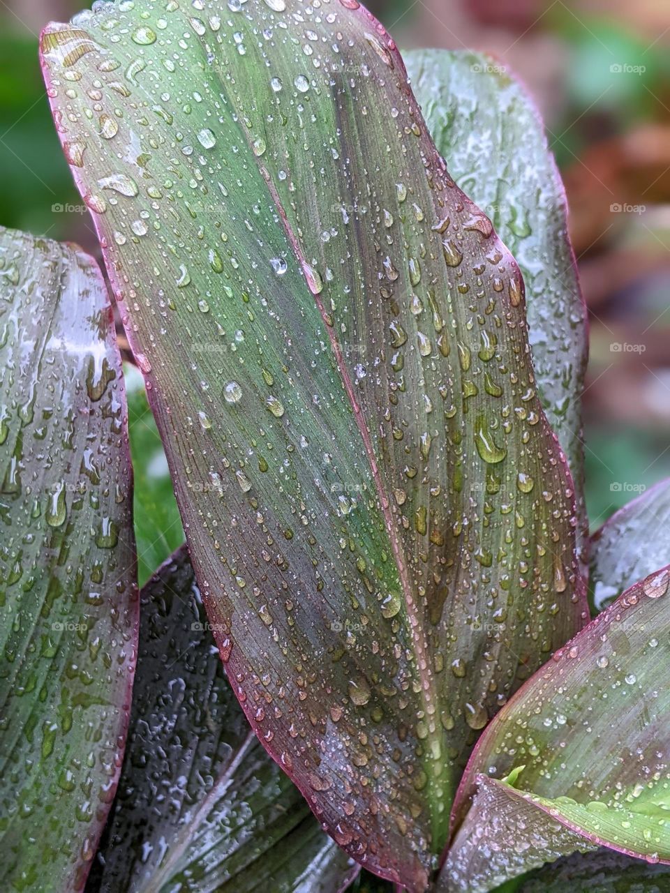raindrops on hanjuang plant(Cordyline fruticosa)