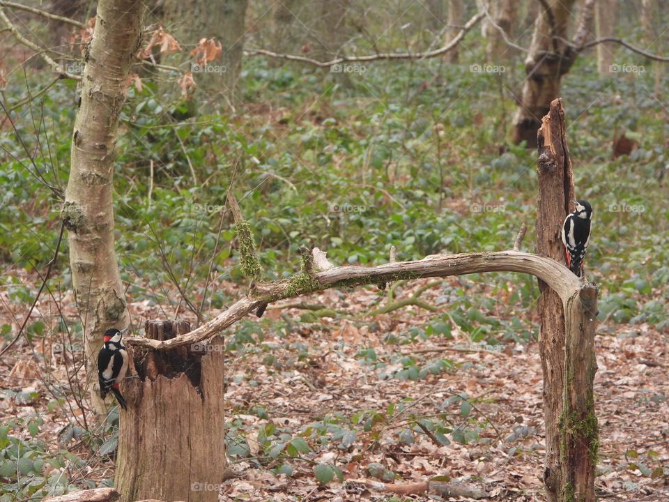 A pair of Woodpeckers on a branch 