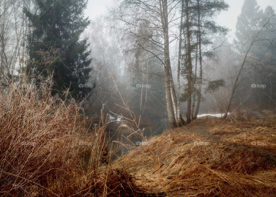 Misty morning in a spring forest with river