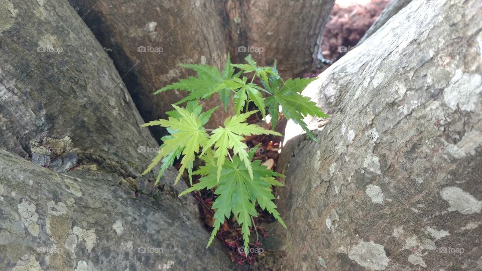 No Person, Nature, Leaf, Tree, Outdoors