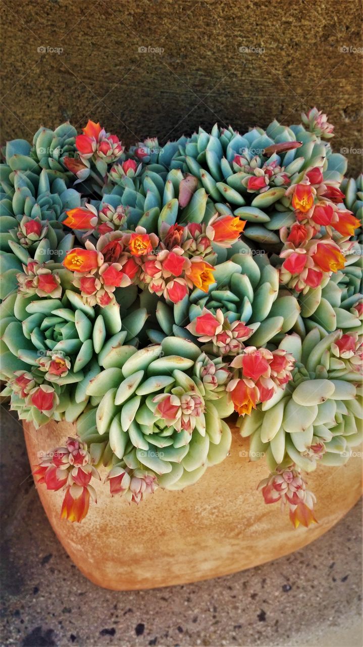 Succulents in Bloom