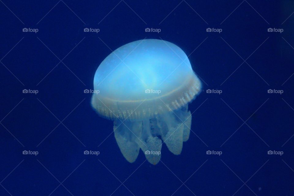 jelly fish