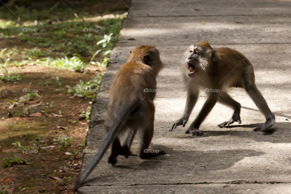 monkey battle by hiplulu