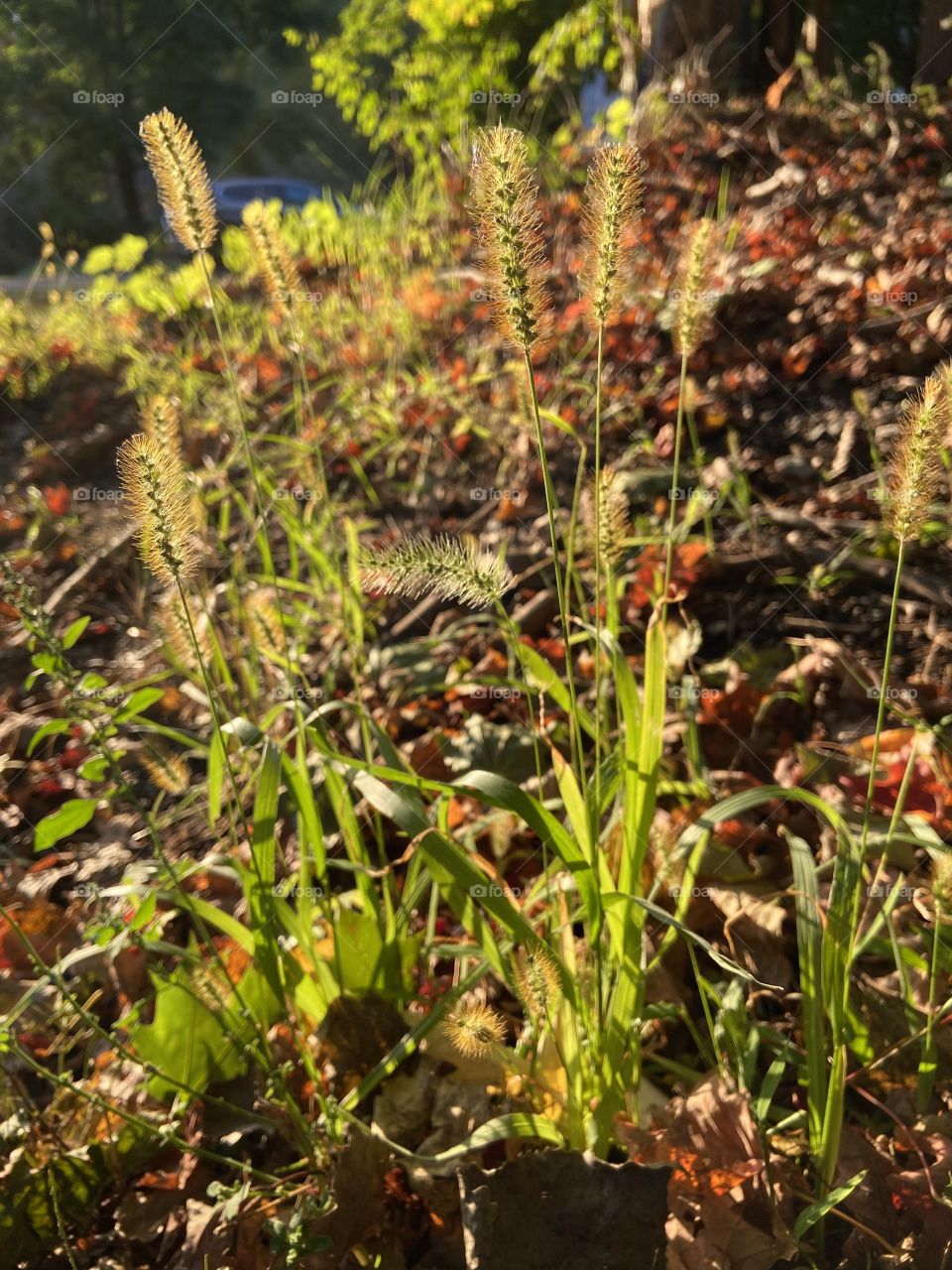 Grasses in the evening light 