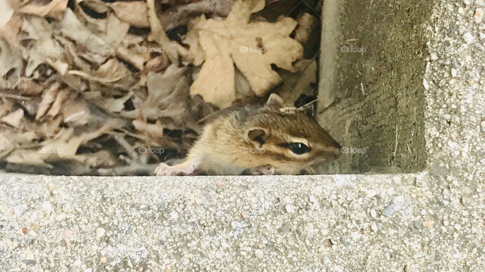 Darling little baby chipmunk playing by climbing walls and playing in windowsill! 