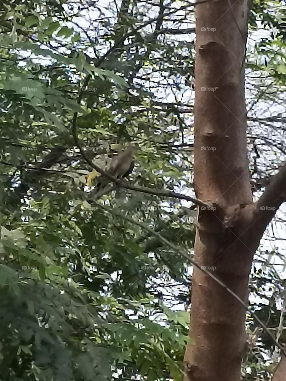 dove in the shed is too hot