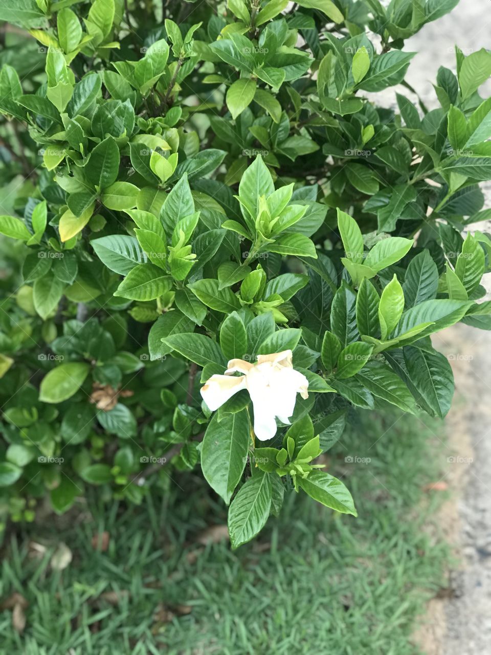 Beautiful day in São Carlos  in Brazil 