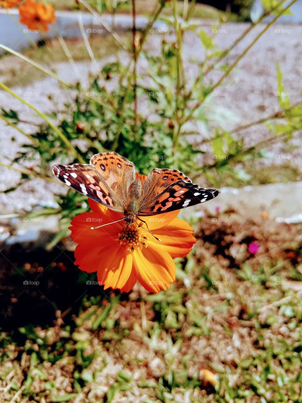 BUTTERFLY