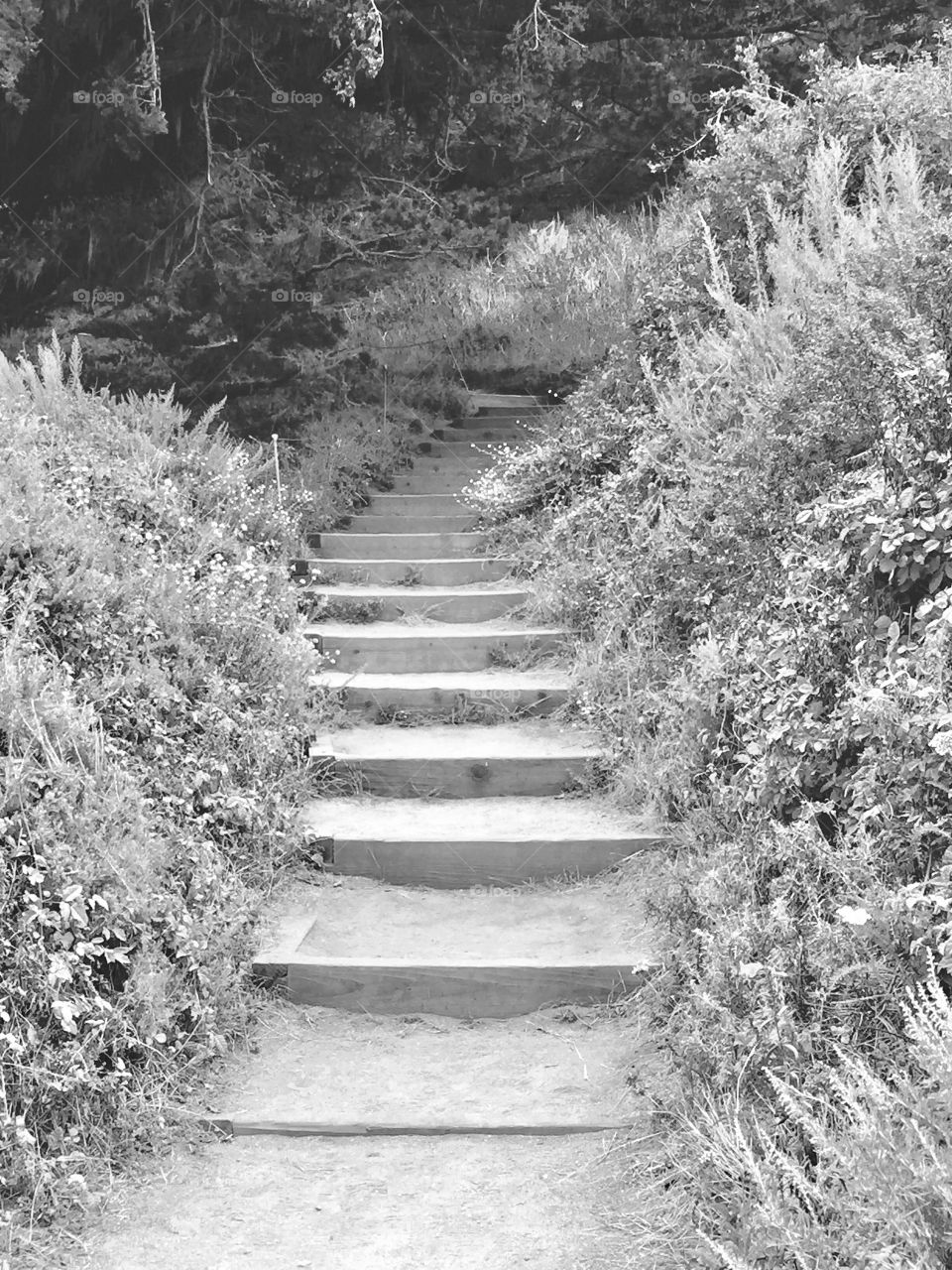 Stairway to the woods 