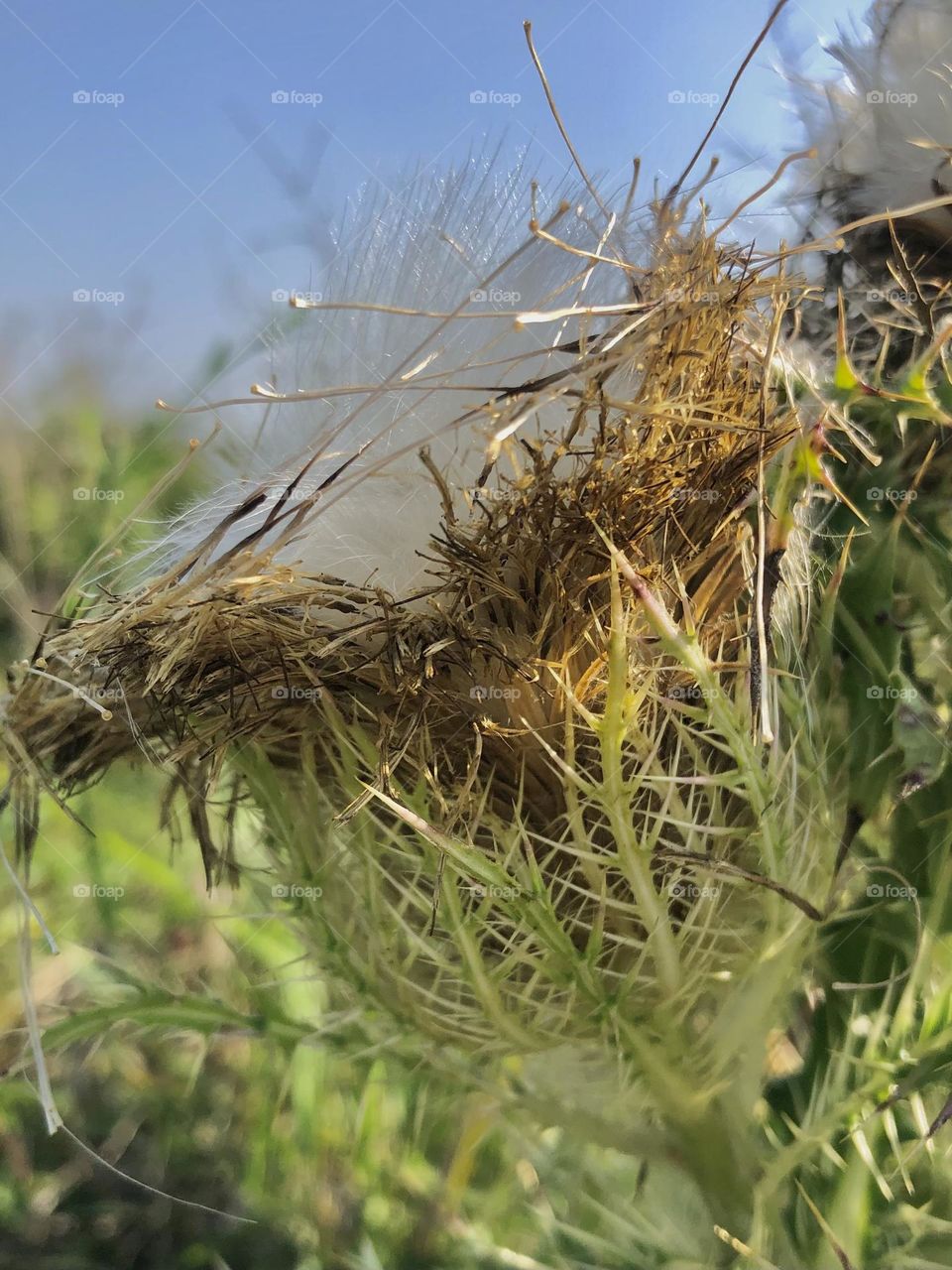 A white thistle in full bloom releasing all of the white floaties and seeds for next year!