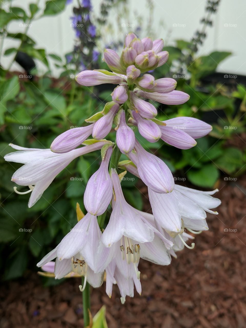 tuberoses blooming