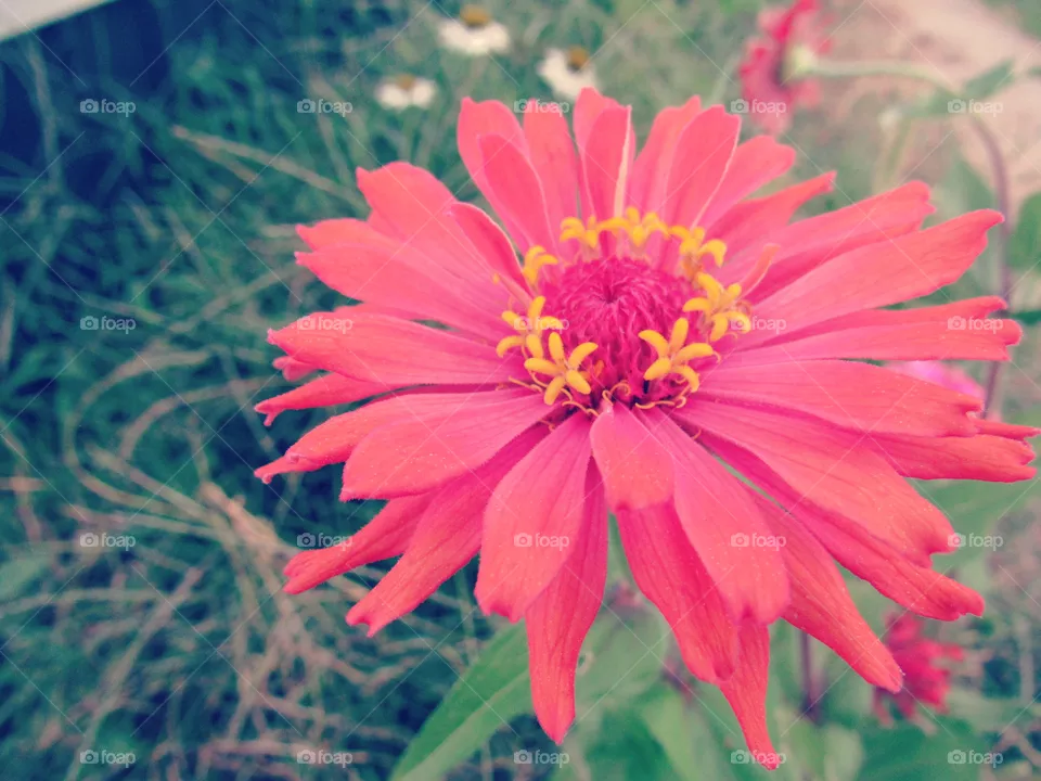 Pink flower