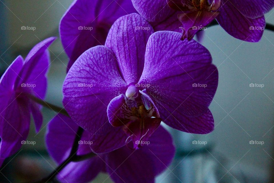 Mauve orchid flower