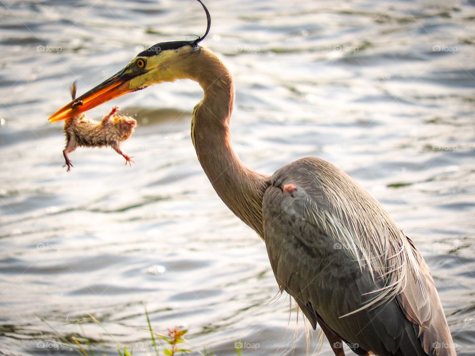 Heron eats chipmunk