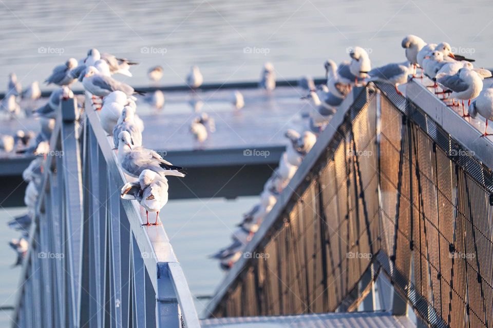 The bridge between the dugout and the raft on the river