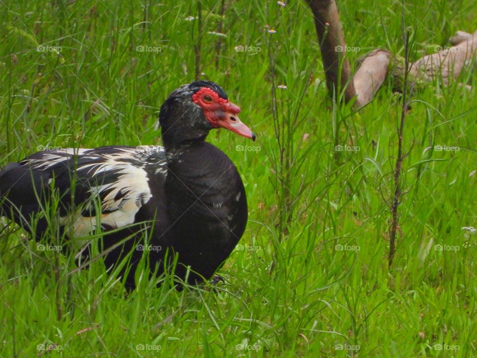 Urban Nature: Wildlife - Duck in the grass- Muscovy ducks are native to Mexico, Central, and South America. Wild populations of Muscovy ducks live in the lower Rio Grande and in some parts of Texas.