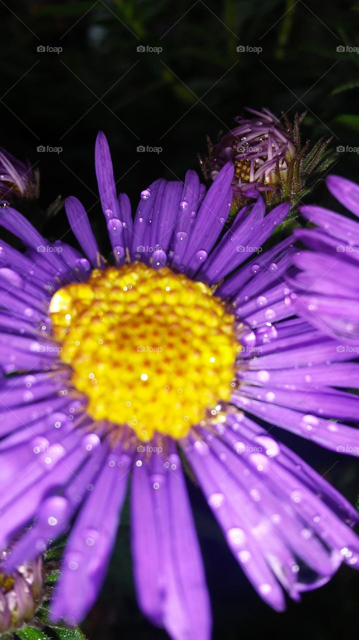 Nature, Flower, Flora, Summer, Garden