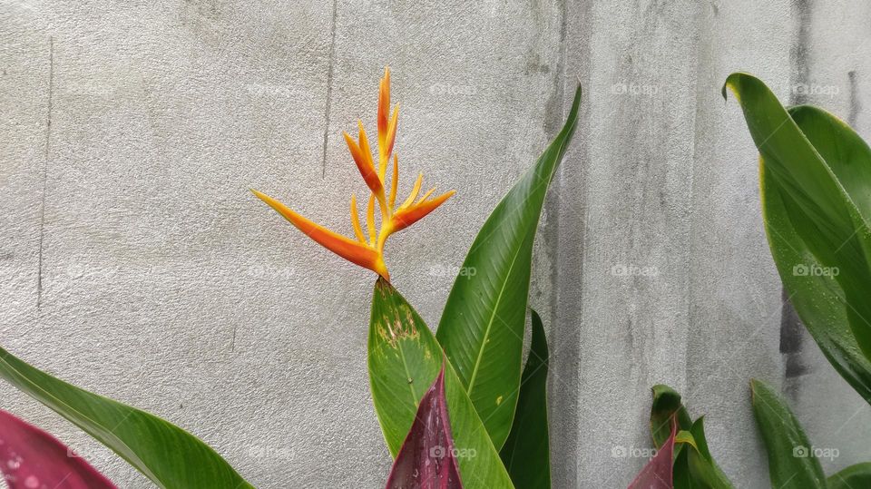 beautiful yellow flower with green leaves