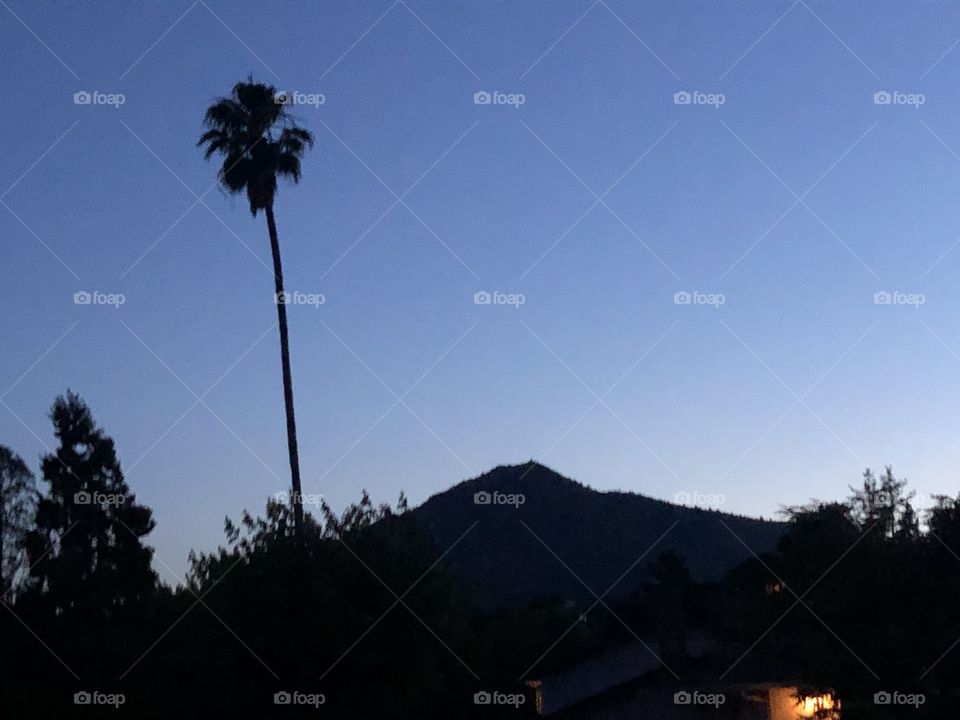 A palm tree with mount tamalpais in the background in California during night