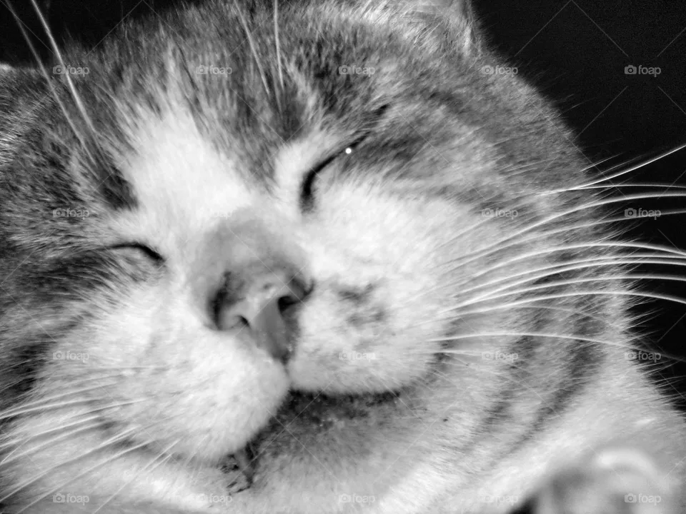 Sleepy 