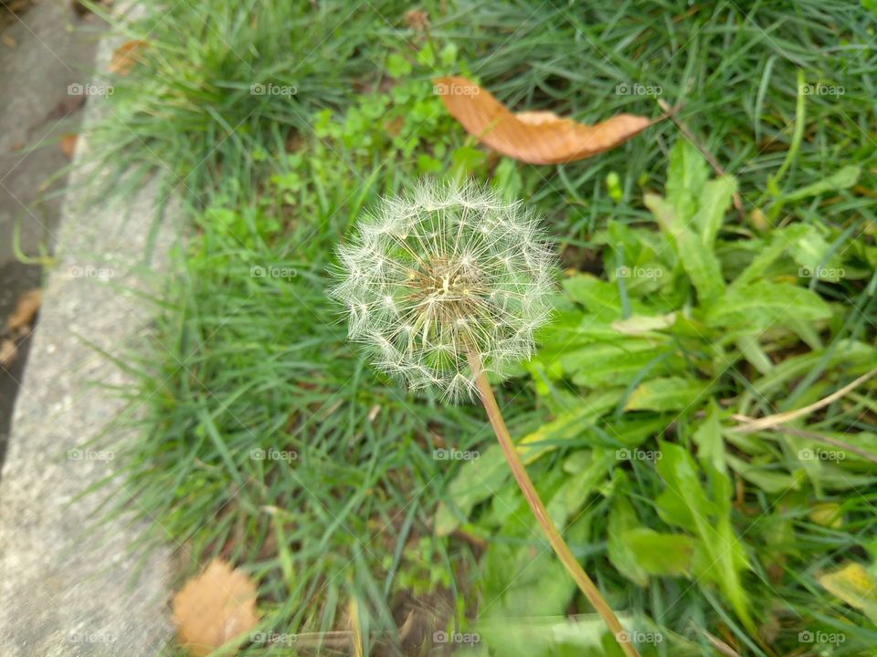 Some see a weed, I see a wish. It's about perception.