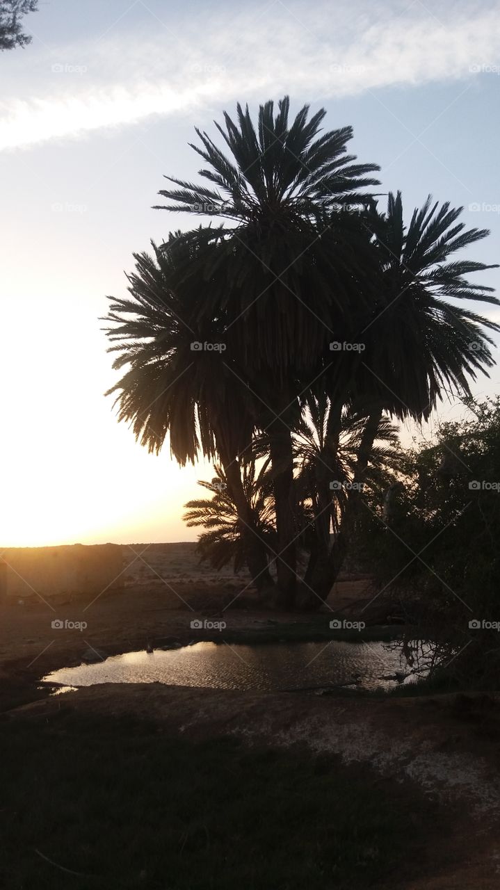 a palm tree and the moment of sunset
