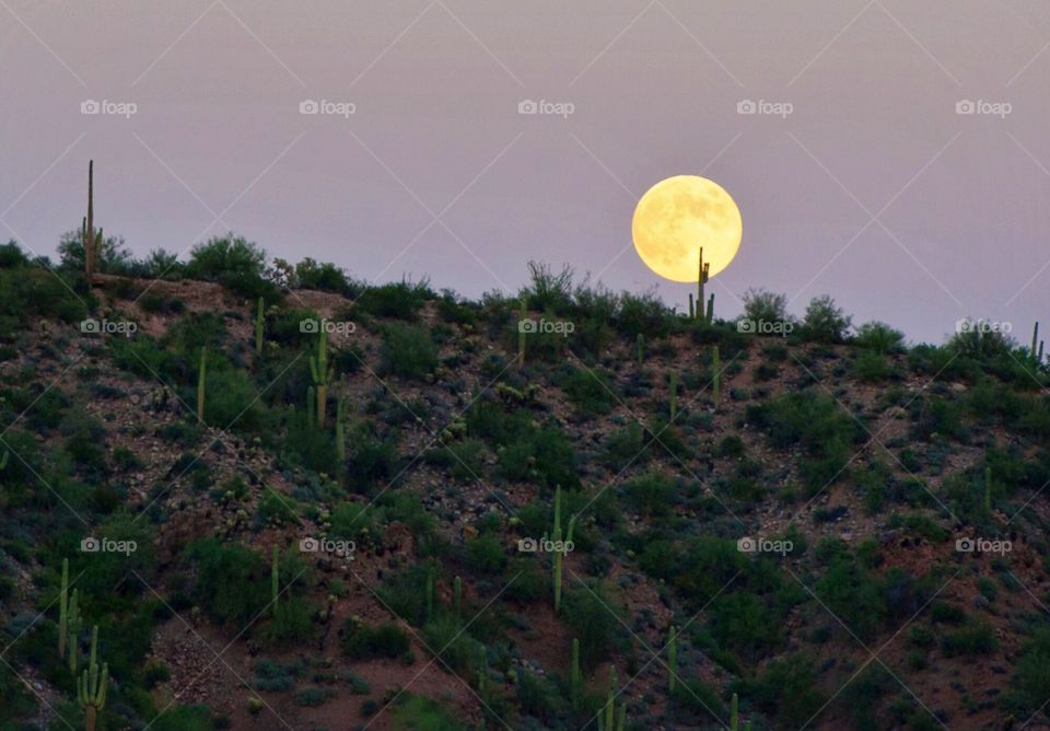 Full moon rising over Mountain and Saguaro Cacti in Arizona, Saguaro Lake Ranch 
