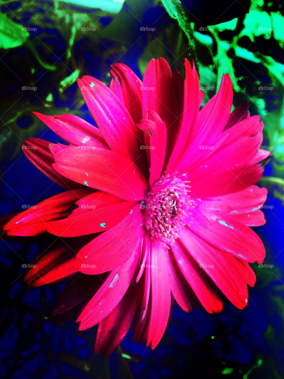 Close-up of pink flower