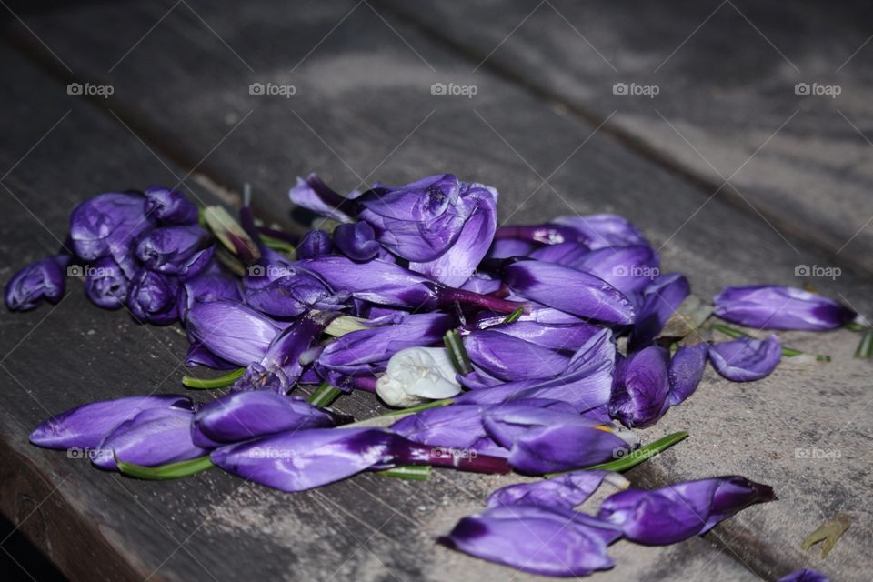 Just a picture of beautiful flowers 