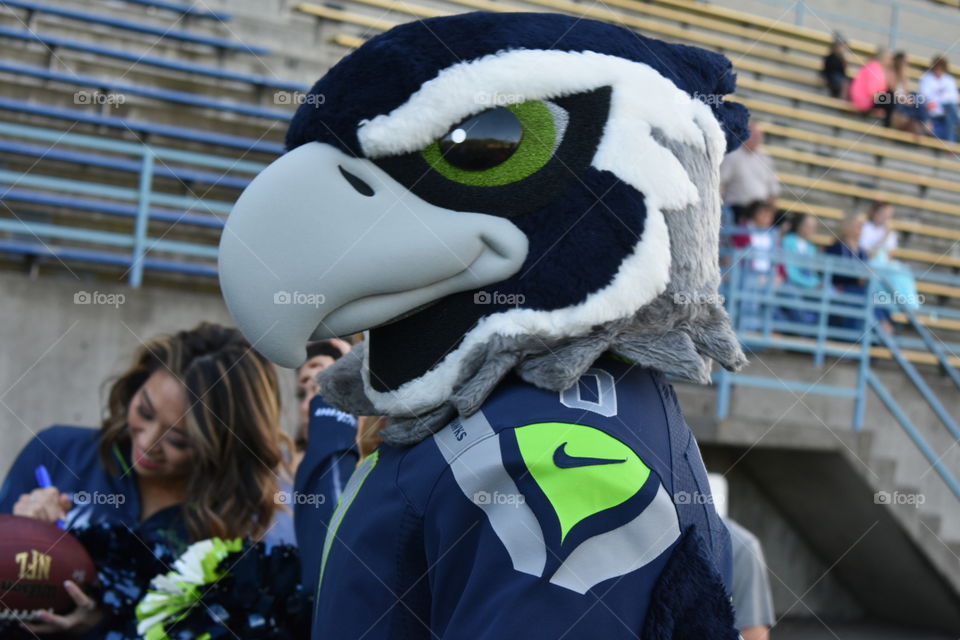 seahawks!!