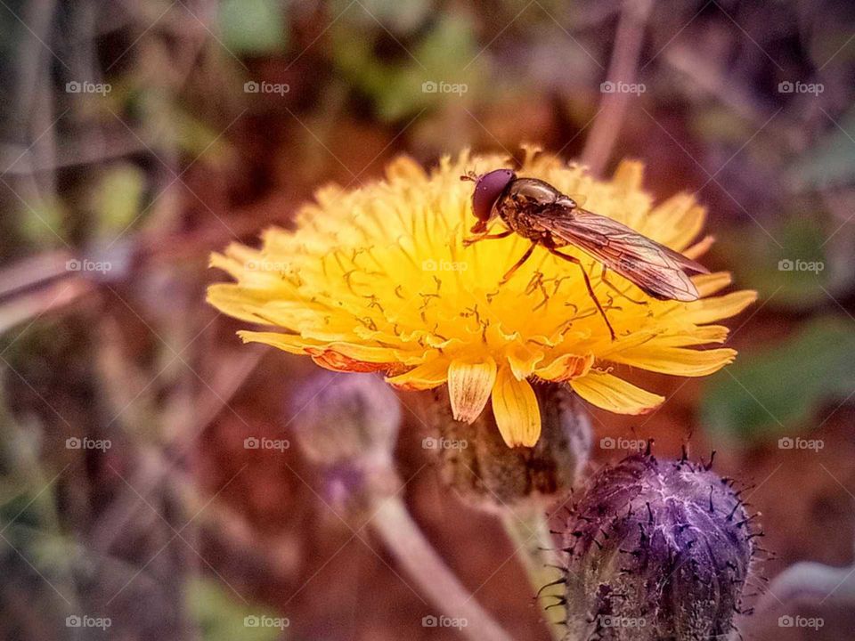 housefly being busy to collect nectar of a yellow flower, wild flower, beautiful,